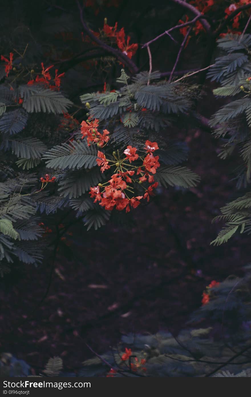 Shallow Focus Photography of Red Flowers