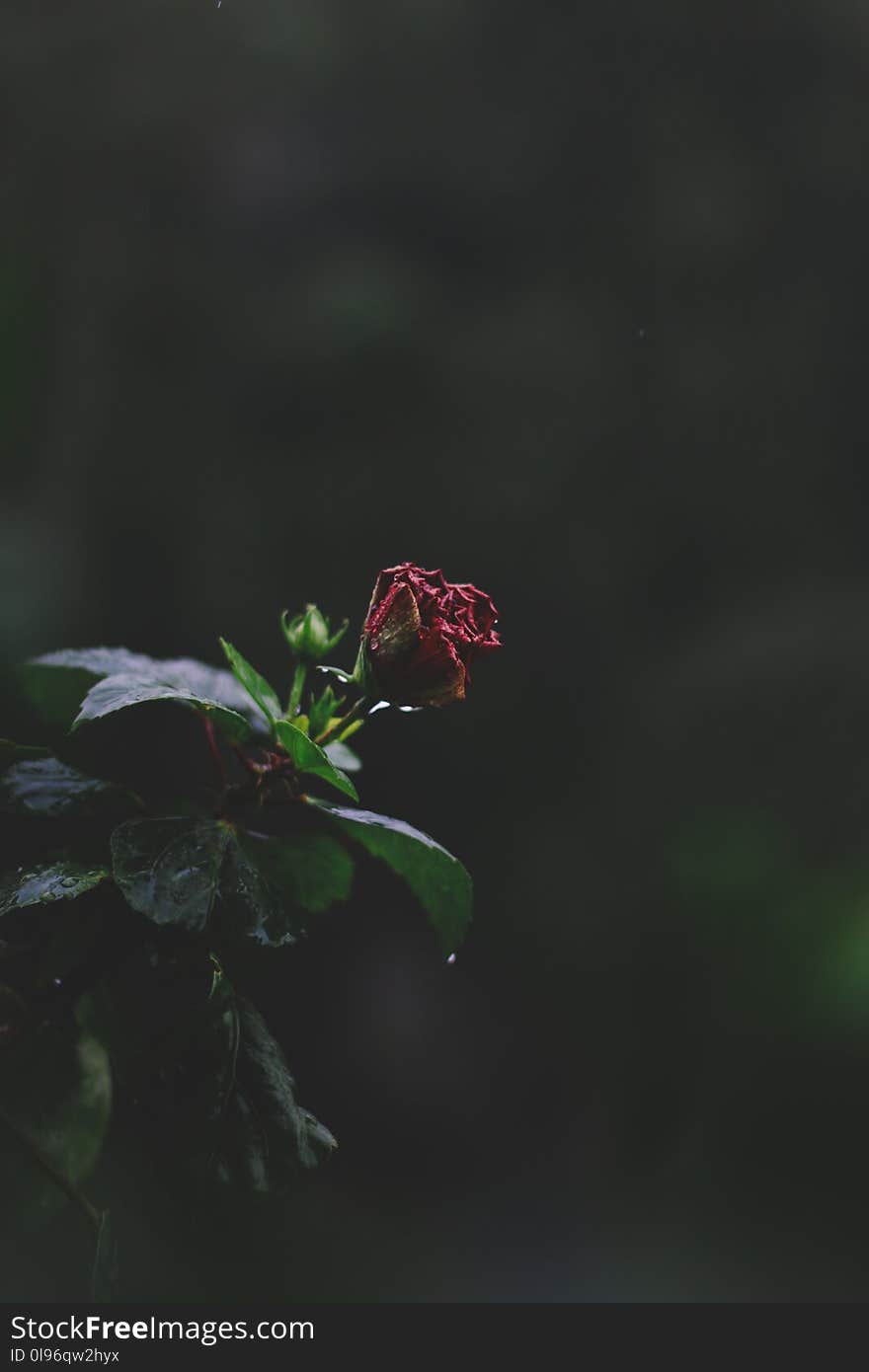 Selective Focus Photography Of Red Petaled Flower