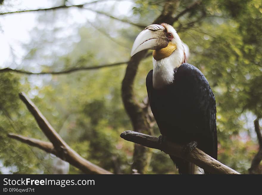 Photo of a Black and White Wreathed Hornbill Perched on a Branch.