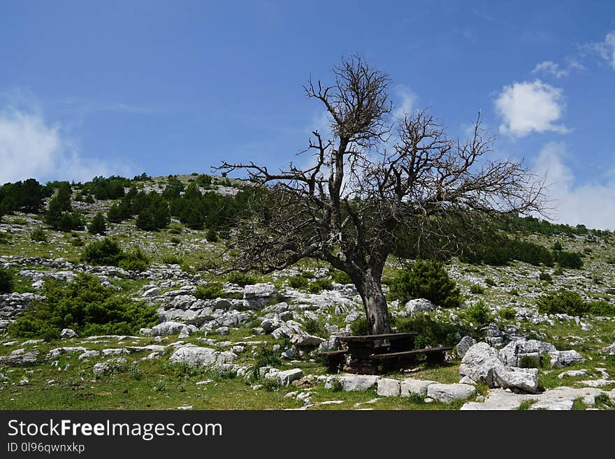 Black Tree in Middle of Grass Land