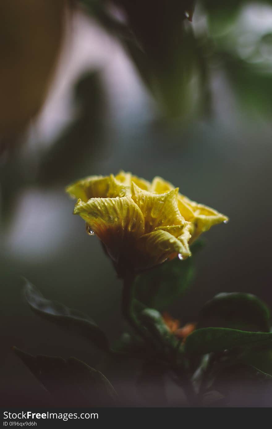 Yellow Flower Photography