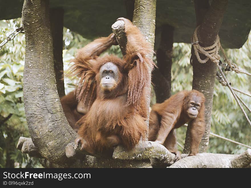 Group Of Orangutan