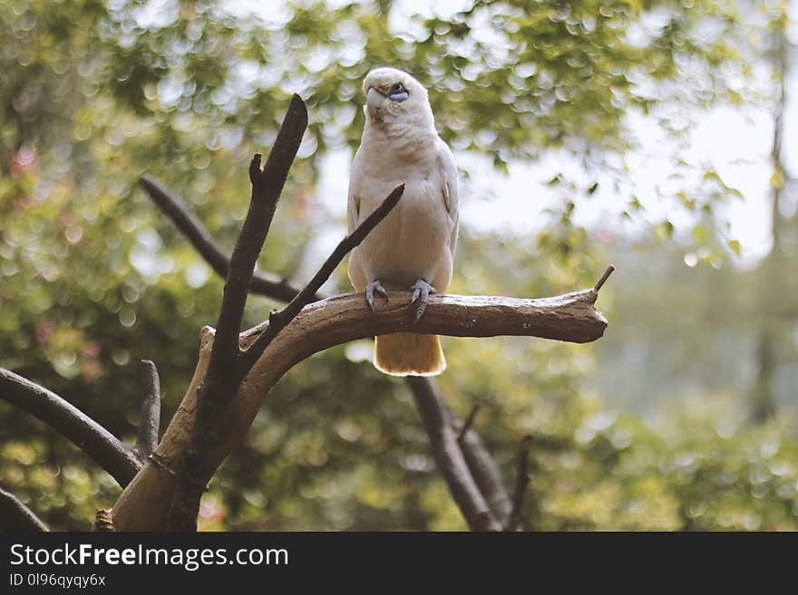 White Bird Stand on Branch of Tree