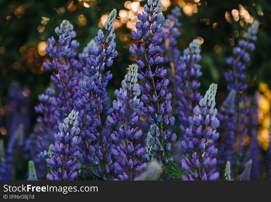 Hyacinth Buds