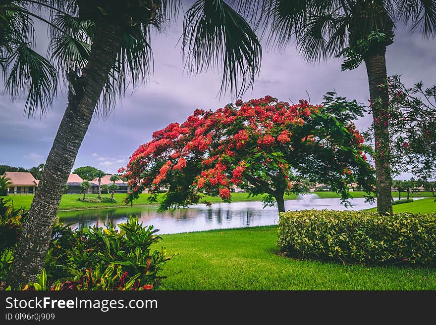 Red Flowers Near Body of Water