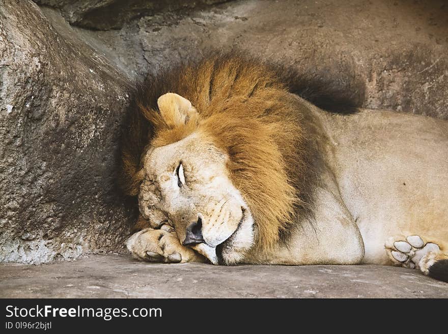 Lion Sleeping Beside Rock