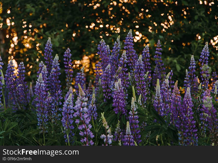 Purple Flower Field