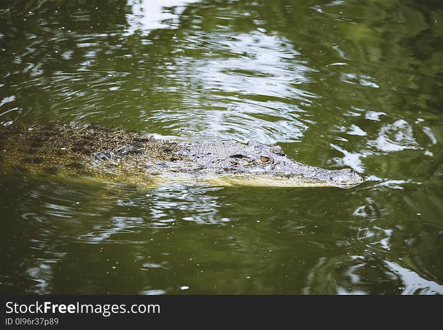 Photo of Crocodile in Water.