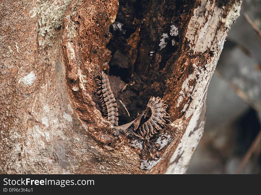 Brown Worm on Tree Trunk