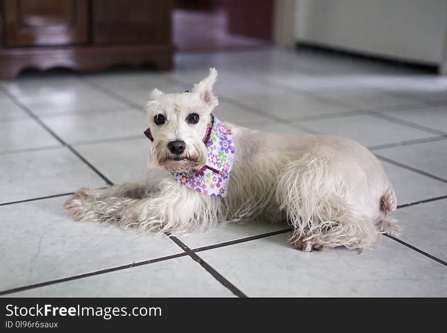 Long-coated Dog On White Floor Tiles