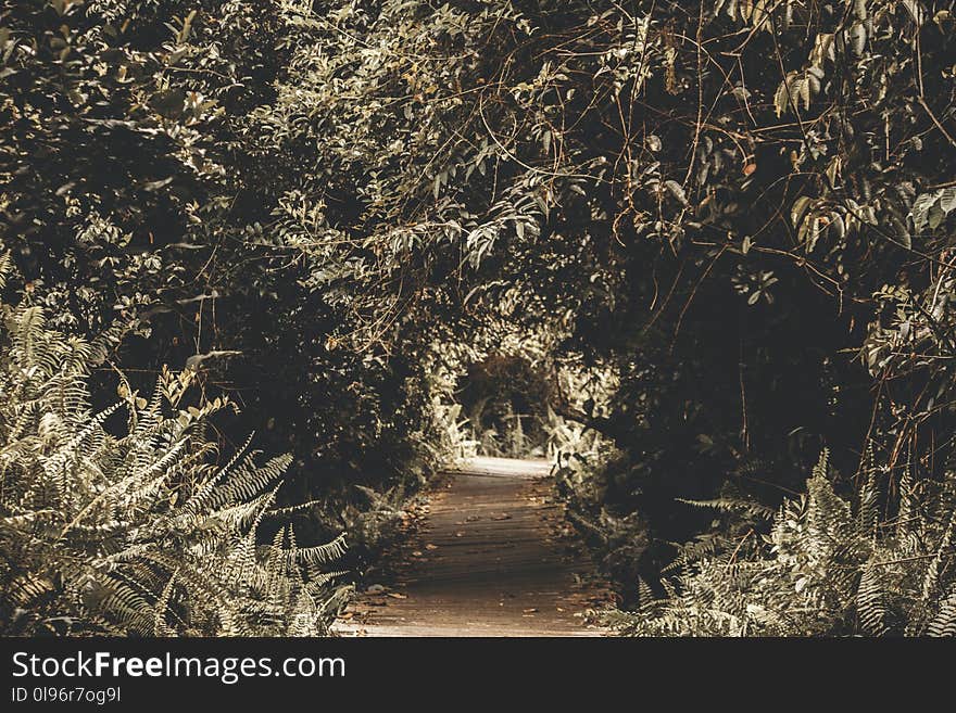 Silhouette Photography of Tree Tunnel