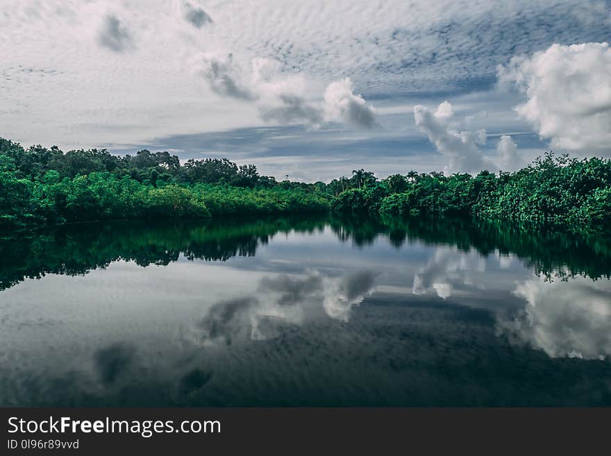 Calm Body of Water Near Tall Trees at Daytime