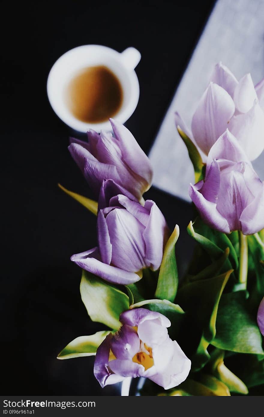 Flower Near Cup