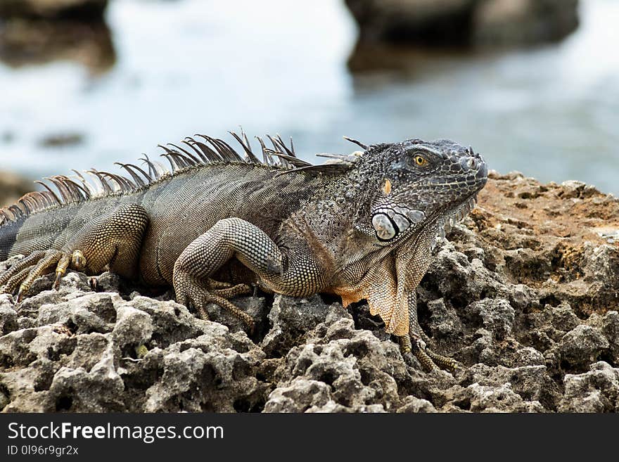 Iguana on Gray Rock