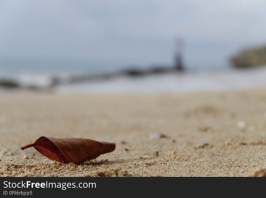 Dry Leaf On Sand