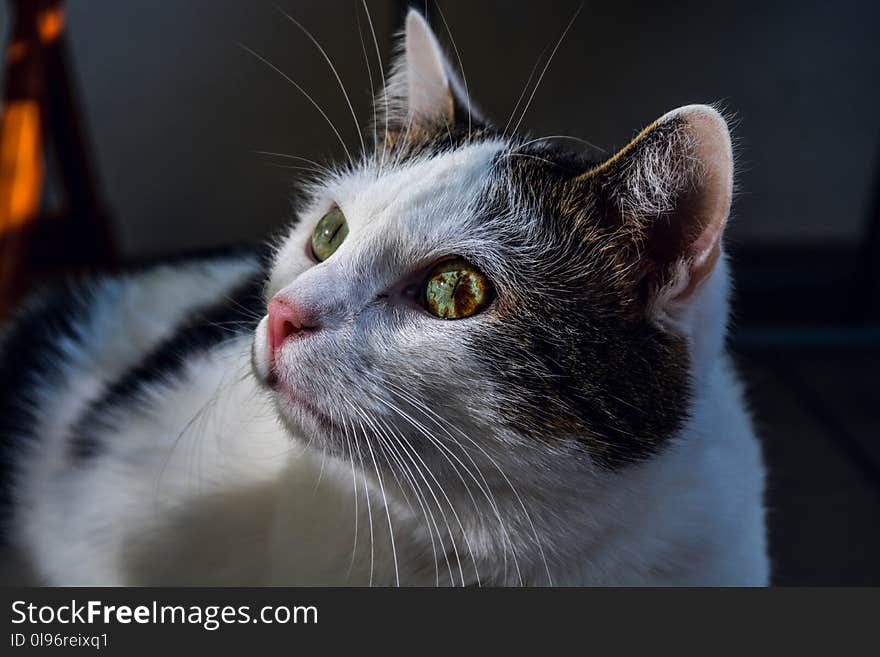 Shallow Focus Photography of White And Black Cat