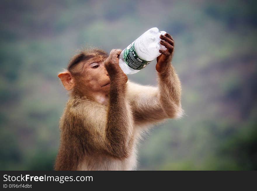 Primate Holding Clear and Black Labeled Bottle