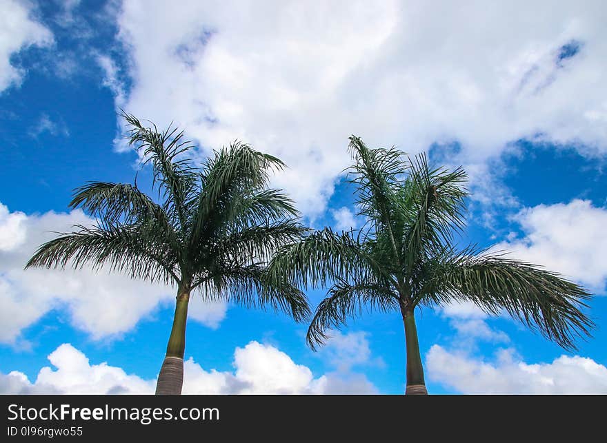 Low Angle Photography Of Coconut Trees