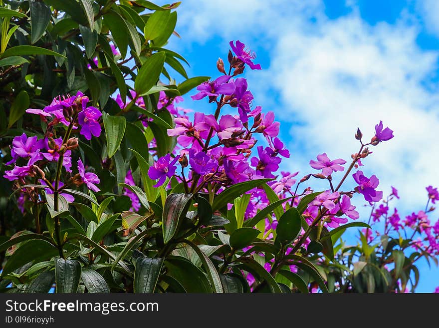 Shallow Focus of Purple Flowers