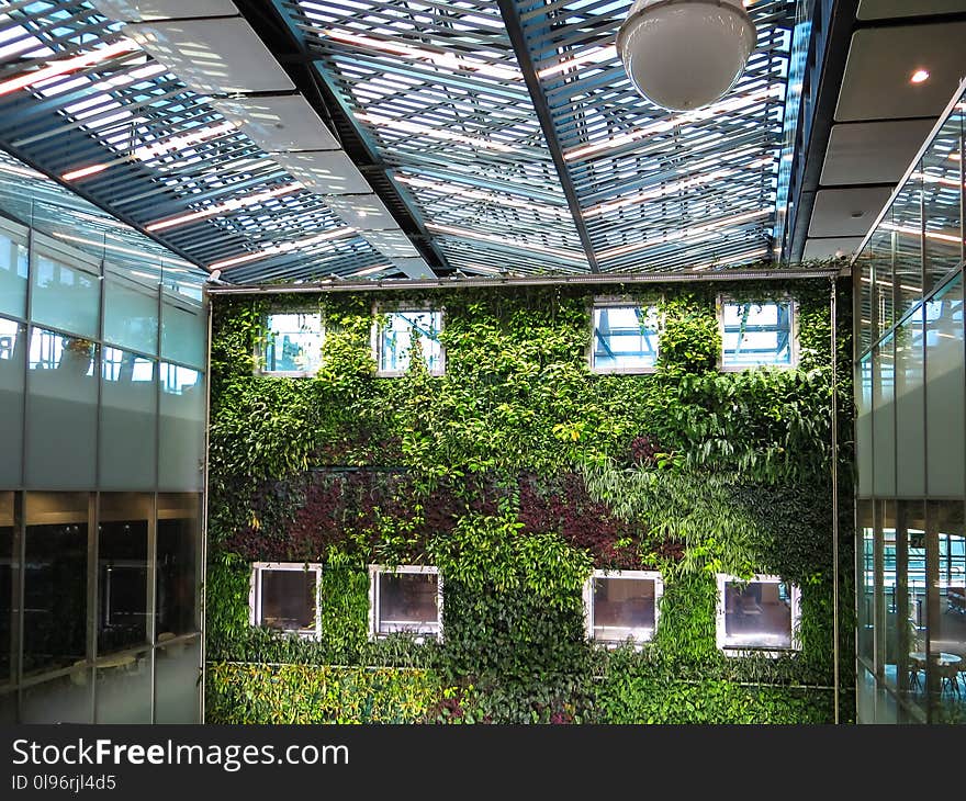 Photograph of plants growing on a wall