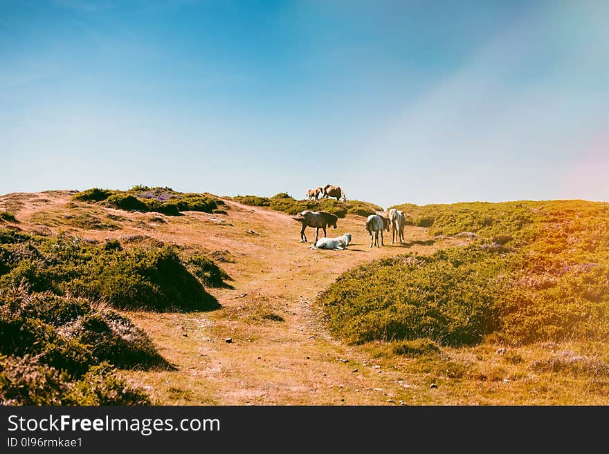 Horses On The Hill