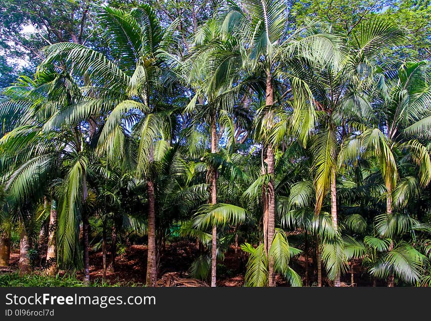 Coconut Trees