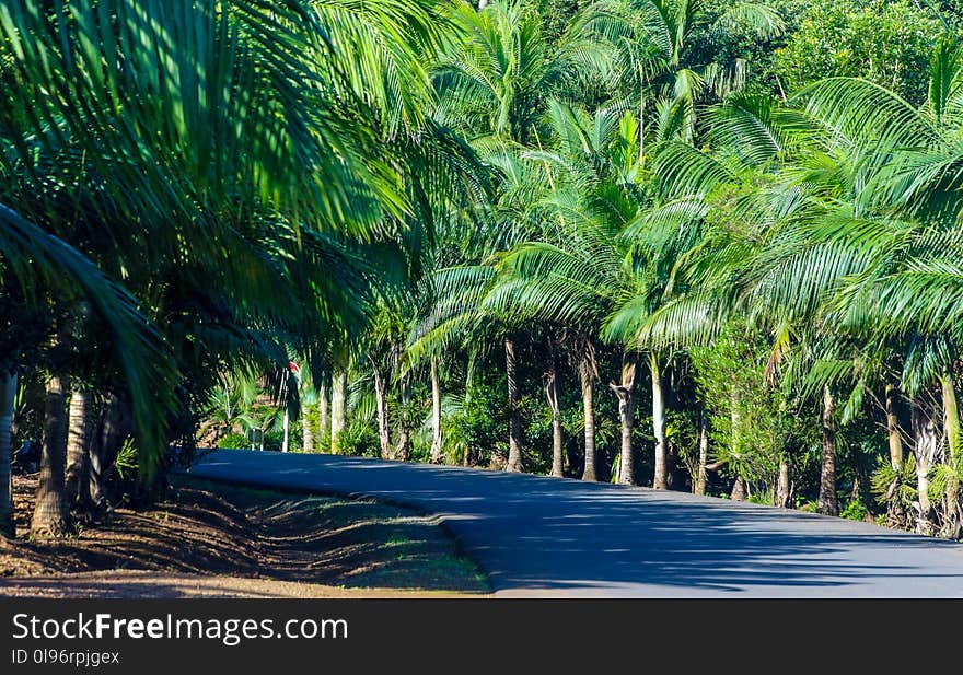 Gray Concrete Road Between Green Palm Tress