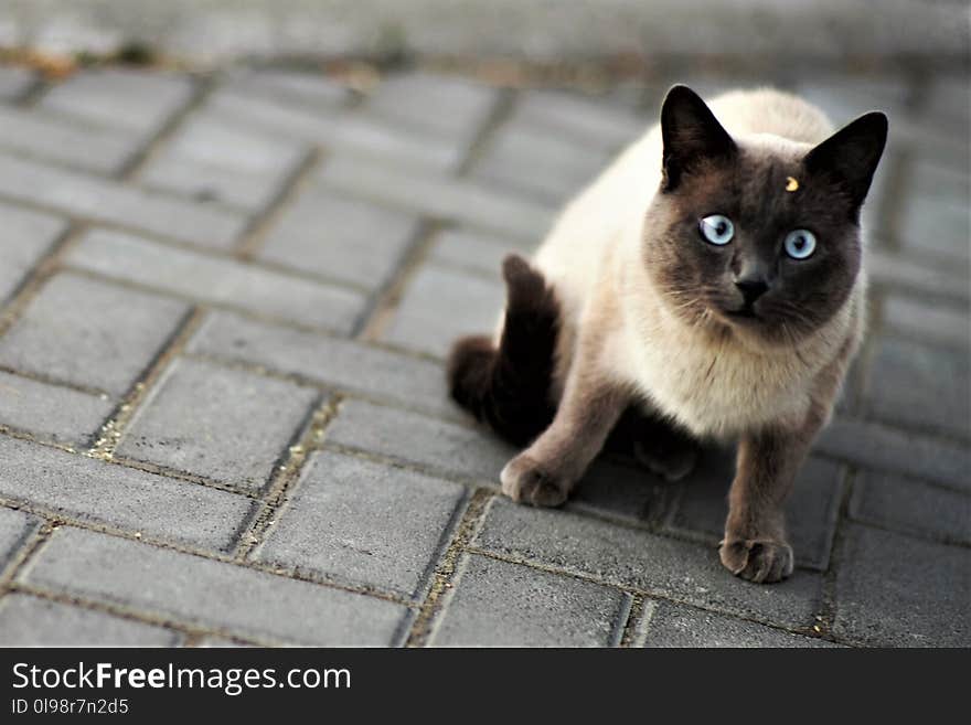 Surprised and frightened Siamese cat sitting on a tile in the yard. Surprised and frightened Siamese cat sitting on a tile in the yard