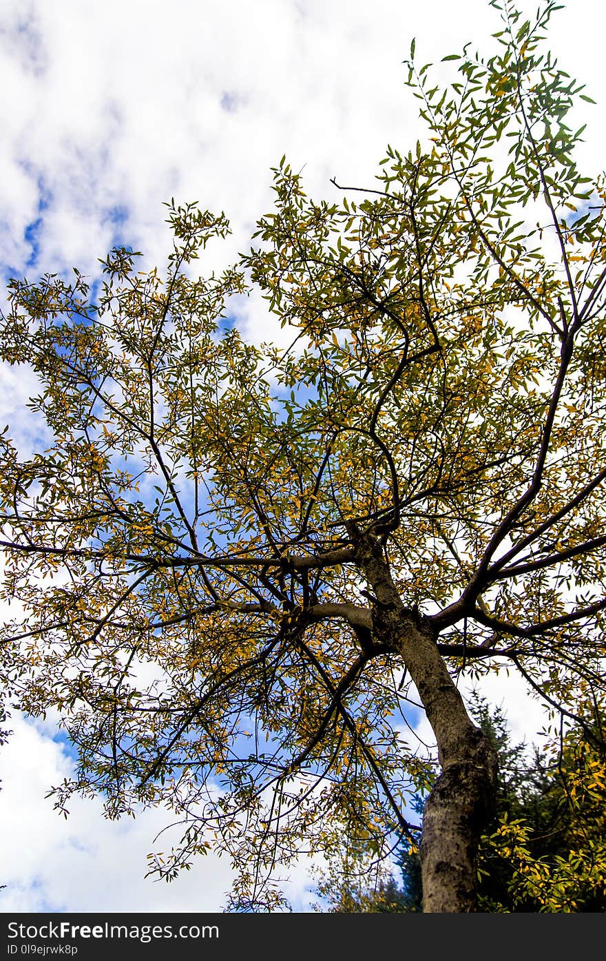 Tree, Sky, Branch, Woody Plant