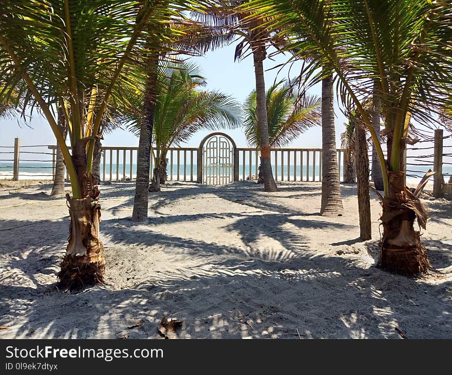 Tree, Arecales, Palm Tree, Plant