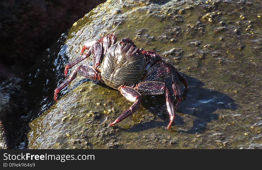 Organism, Decapoda, Animal Source Foods, Crab