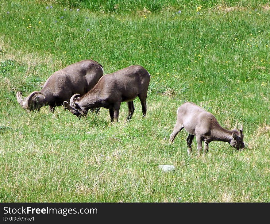 Pasture, Wildlife, Fauna, Grazing