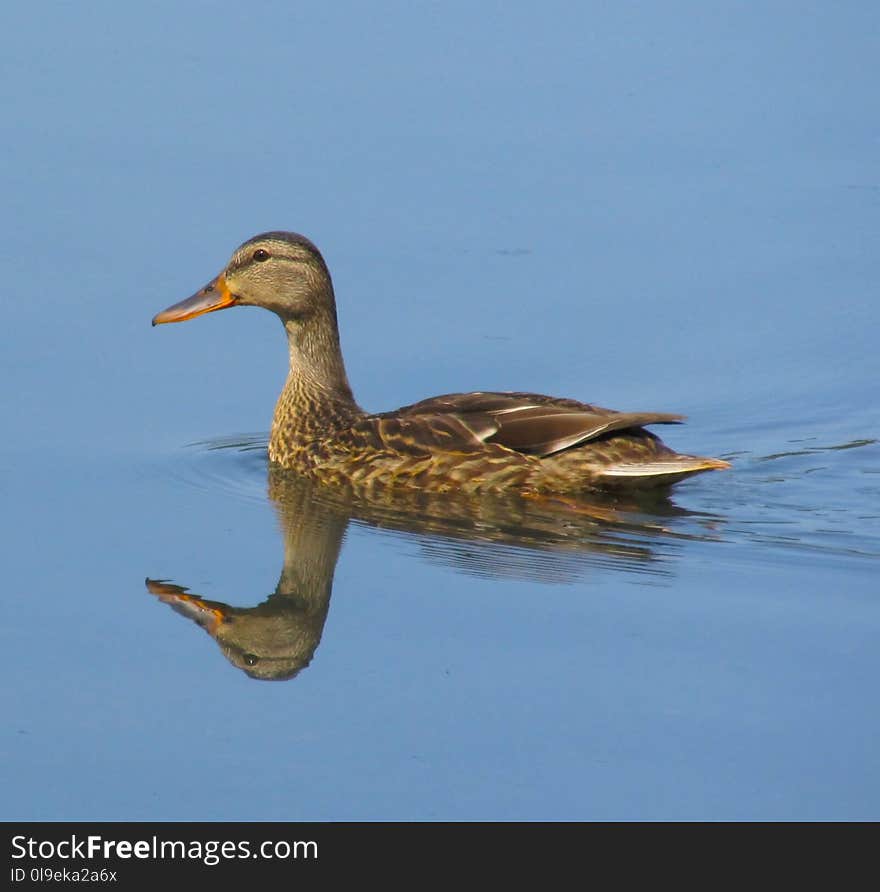 Bird, Duck, Water Bird, Ducks Geese And Swans