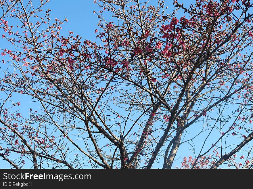 Branch, Sky, Tree, Blossom