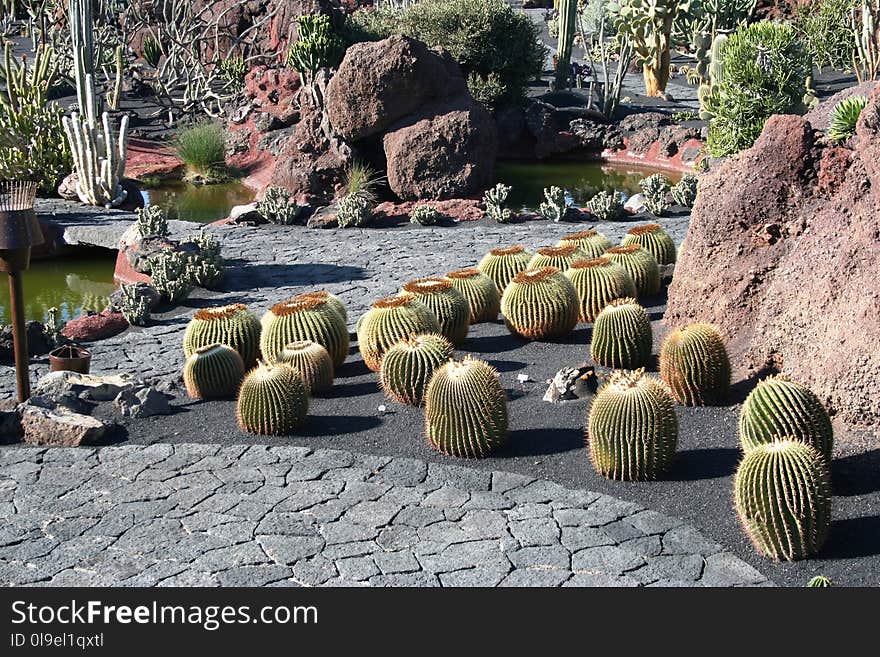 Plant, Cactus, Garden, Flowering Plant