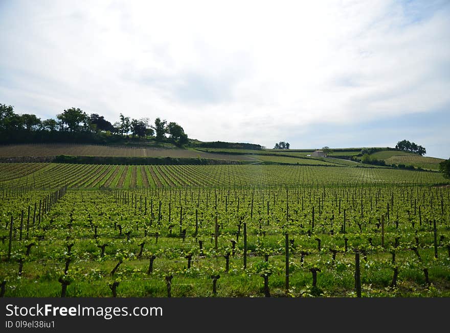 Agriculture, Field, Vineyard, Sky