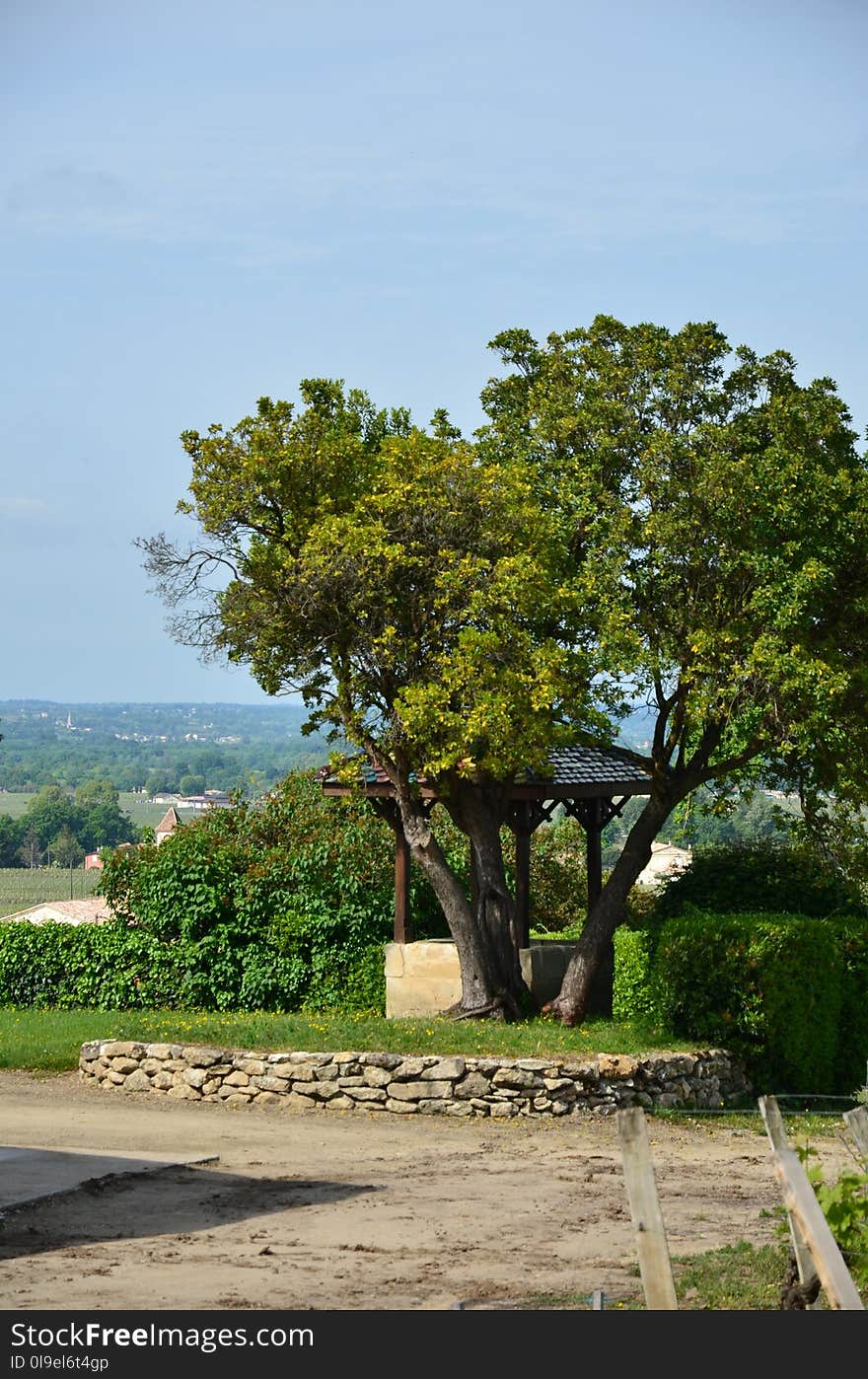 Tree, Woody Plant, Plant, Sky