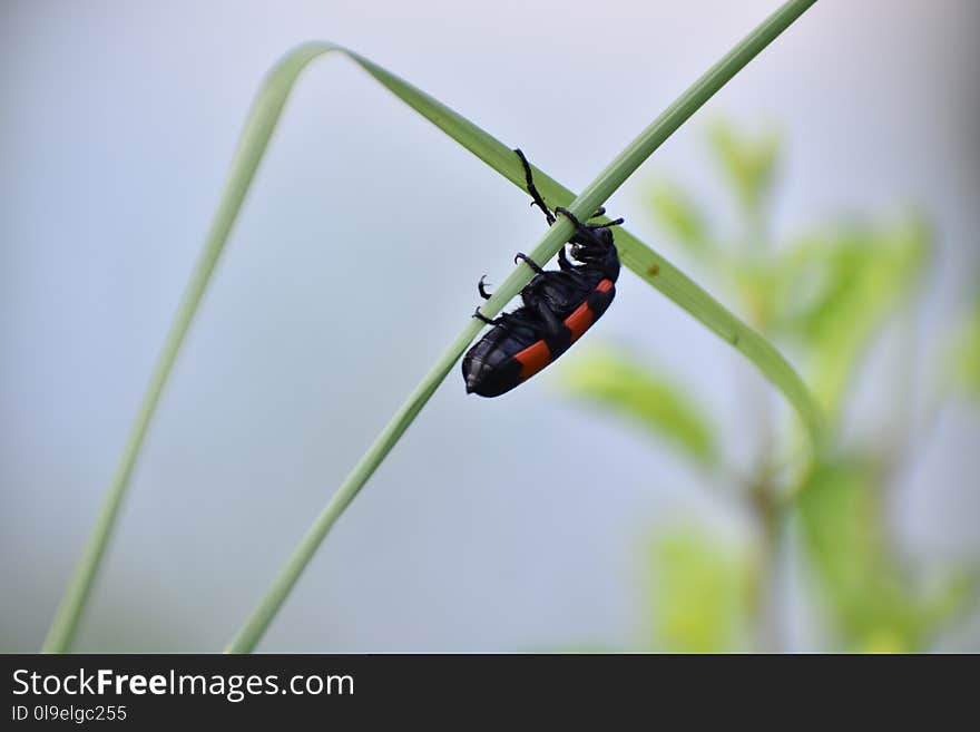 Insect, Macro Photography, Invertebrate, Beetle