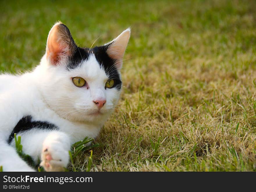 Cat, Fauna, Whiskers, Small To Medium Sized Cats