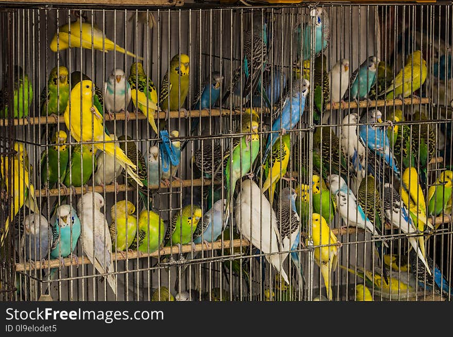 Bird, Common Pet Parakeet, Parakeet, Parrot