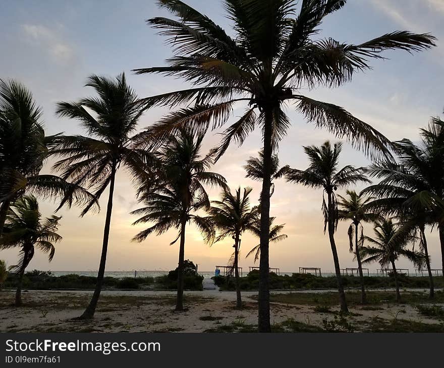 Sky, Palm Tree, Arecales, Tree