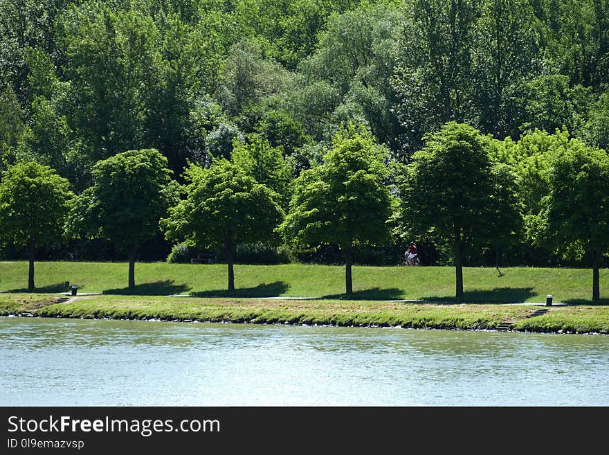 Water, Nature, Green, Vegetation