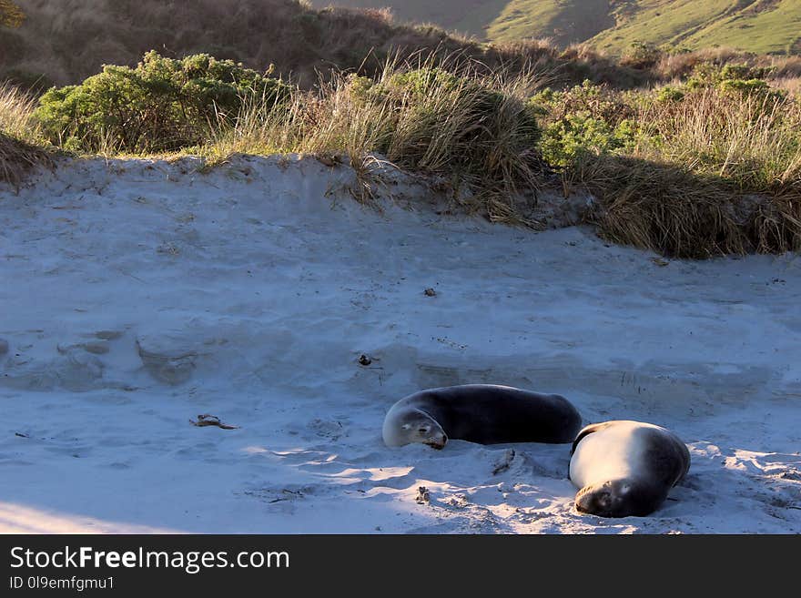 Fauna, Wildlife, Seals, Grizzly Bear