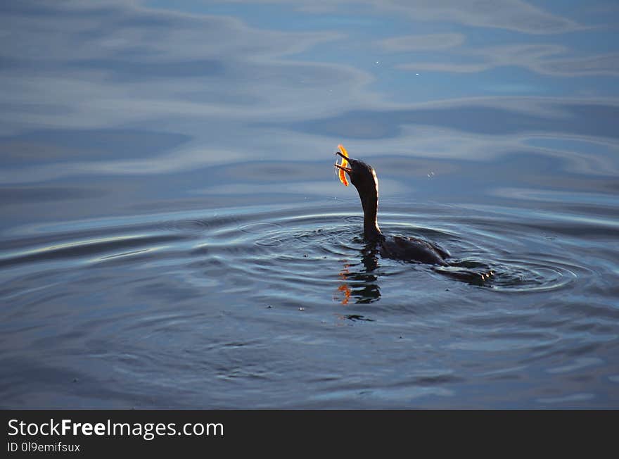 Water, Sea, Wave, Bird