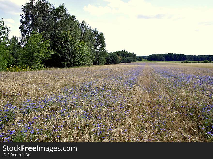 Field, Meadow, Ecosystem, Wildflower