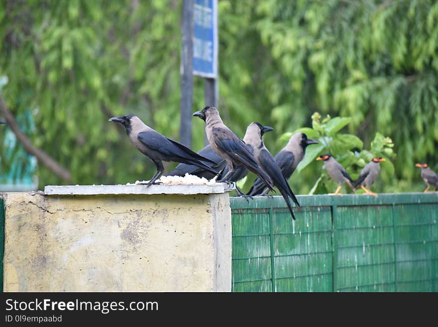 Bird, Fauna, Beak, Crow