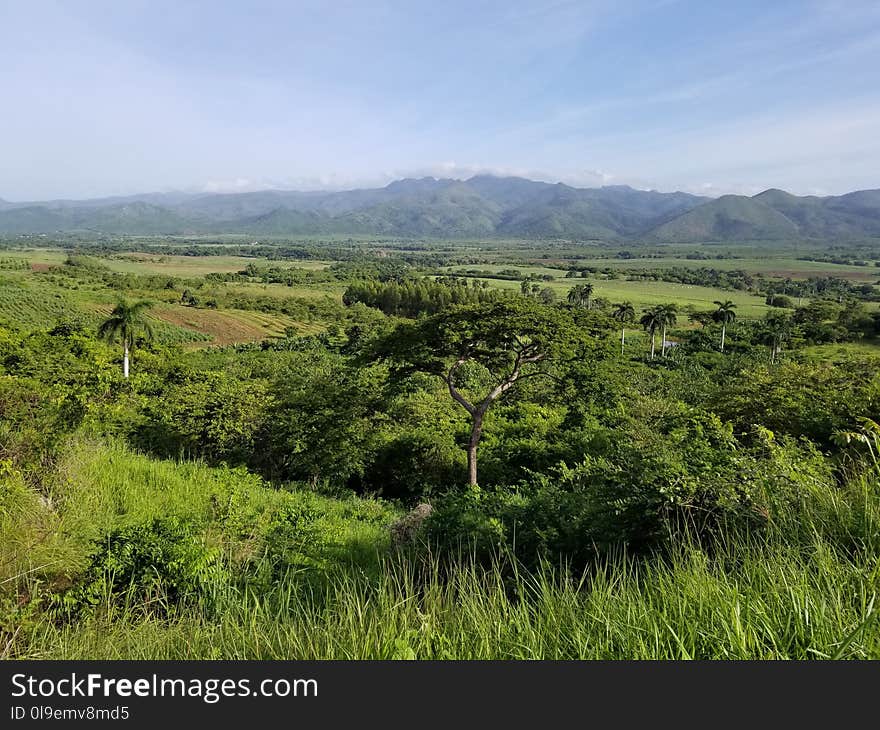 Vegetation, Grassland, Nature Reserve, Shrubland