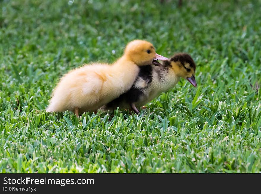 Bird, Duck, Fauna, Ducks Geese And Swans