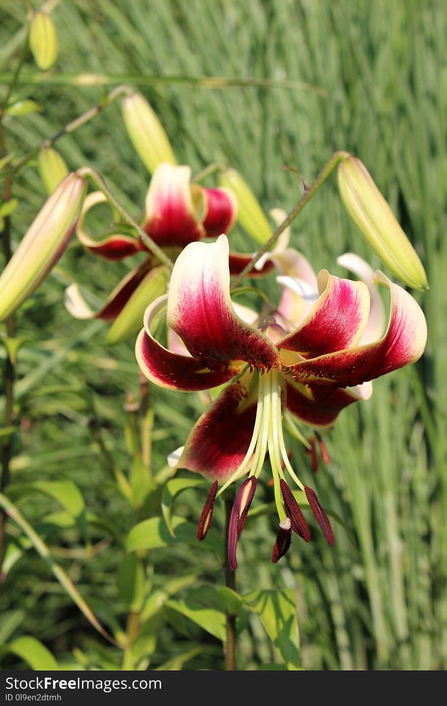 Flower, Lily, Plant, Flora