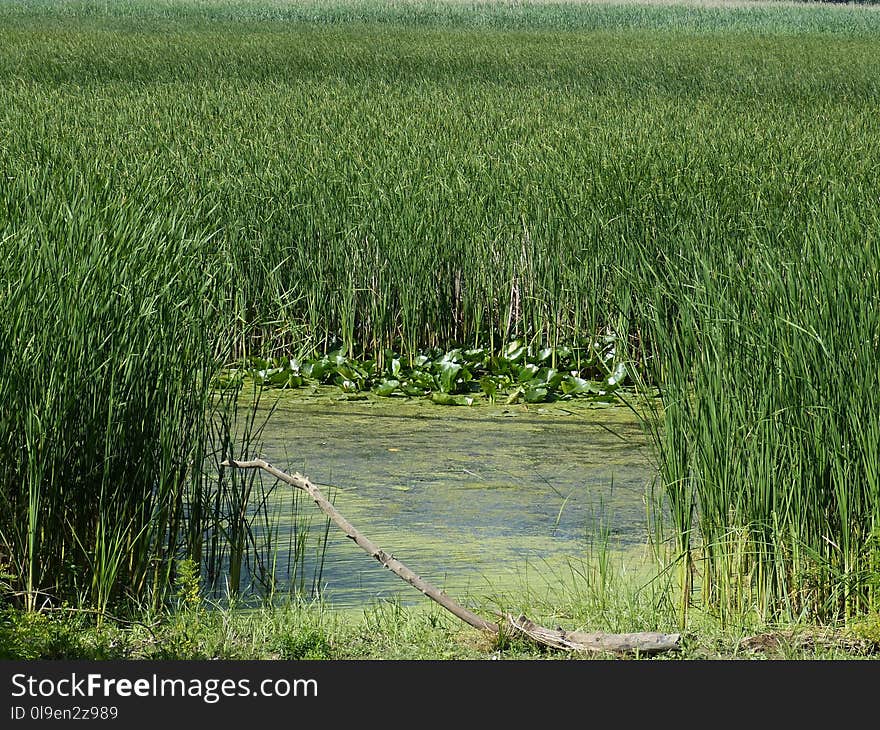 Vegetation, Ecosystem, Crop, Wetland